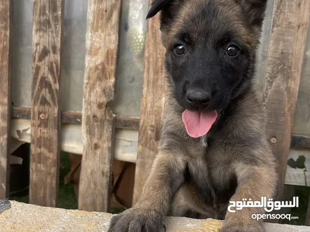 جراء بلجم ودوتش دم زي النار كلاب حراسة الوان نوادر