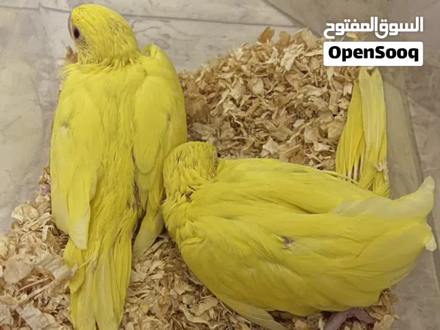 متو لاتينو سوبر جامبو