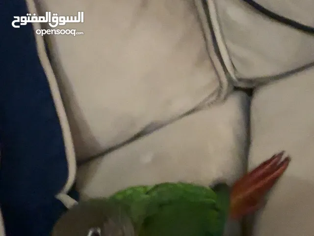 فرخ كنيور وبدا ياكل حبوب