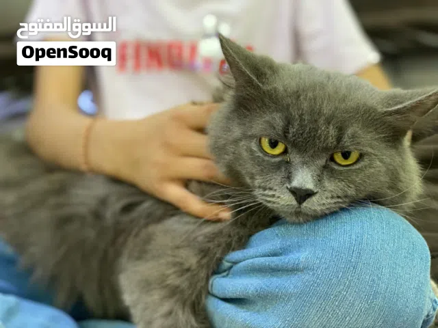 قط شيرازي أصيل