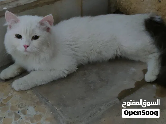 قط شيرازي تركي مطعم