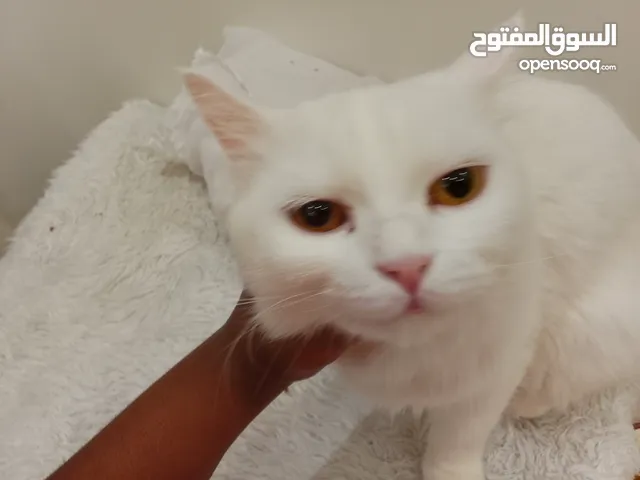بسه انثى للبيع بدون مستلزمات السومه وصلت إلى 350 لا يجي الا الصامل