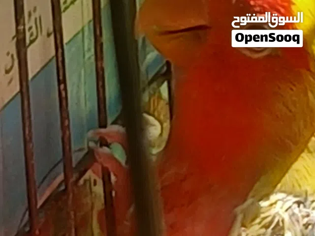 جوز روز طفرا  لبطن لثاني بهزو