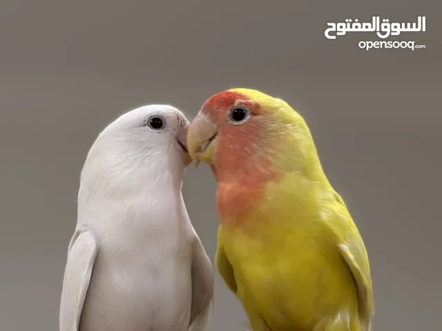 للبيع طيور لافبيرد