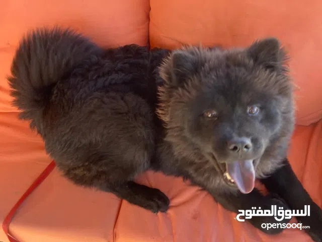 كلب تشواوا للبيع