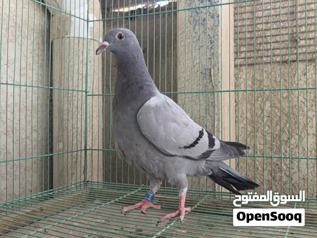 السلام عليكم للبيع فرخ زاجل بعده ماطاير