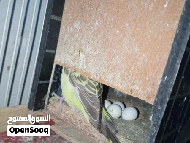 3 زواج وتك جواهن بيض الوان تخبل ووياهن فناجس جامبو