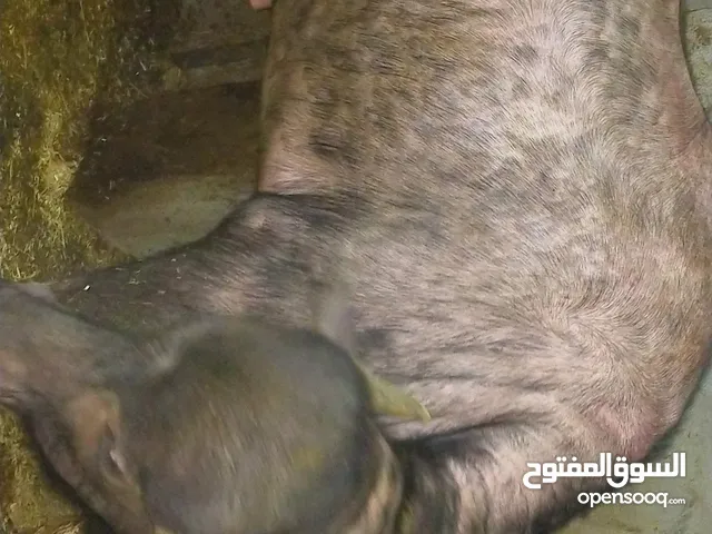 عجول بقر و جاموس