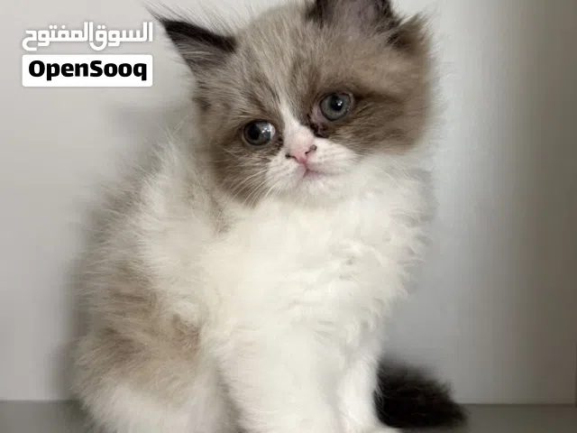 قطط هيمالايا للبيع عمر شهرين