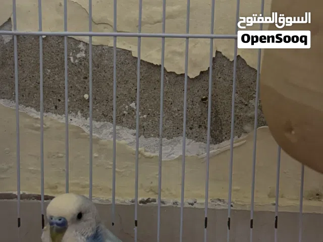 طيور الوان نادرة