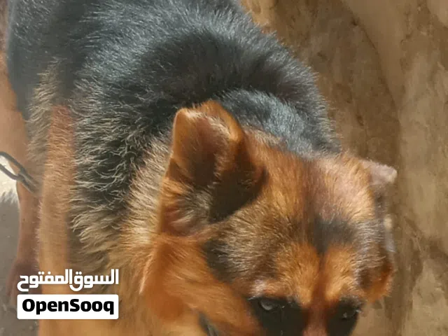 جيرمن مناسب للحراسه ومطيع ومدرب