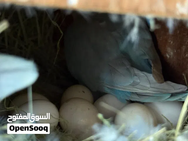 للبيع مجموعة من طيور الحب  سعر الحبة:8 مع فصل هند مجاني