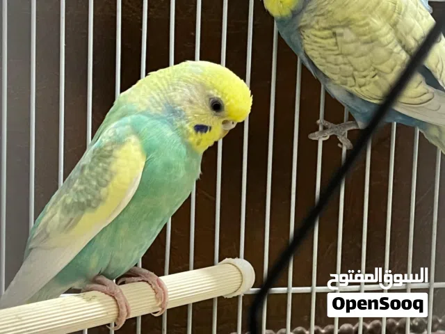 صغار بادجى عمر شهر للبيع الفرخ على 5 دينار الاب والام اللى بالصورة