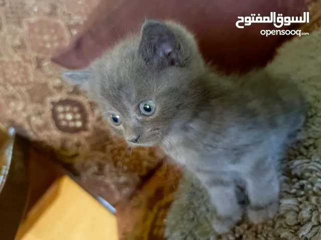 قطط للبيع العمر شهرين ذكر وأنثى النوع شانشيلا ماخذين مطاعيمهم .