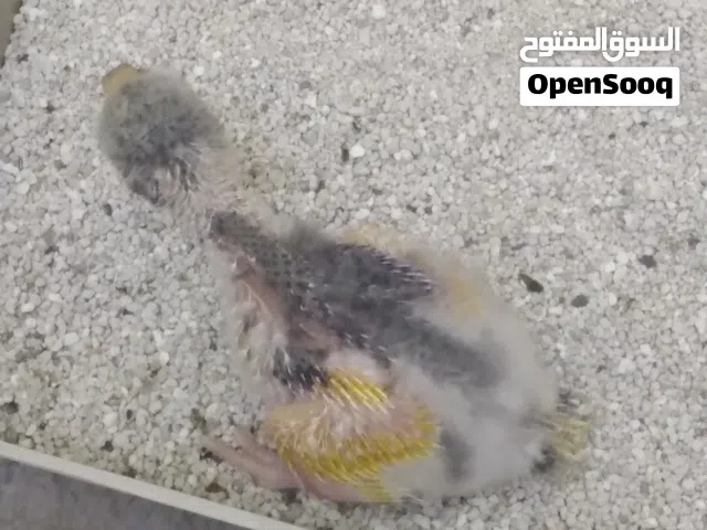 فرخ كاكاريكي