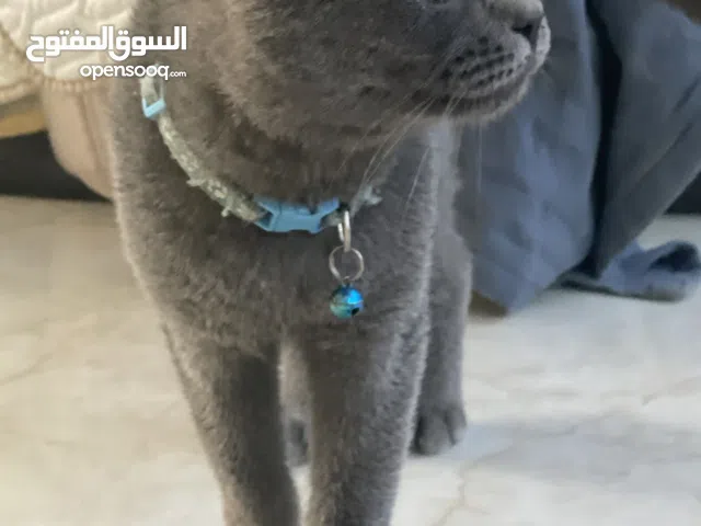 قط سكوتش فولد بلو