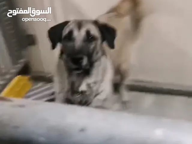 مجموعة كلاب للبيع بالجمله سعر الجمله غير عن سعر الفردي. جميع الكلاب مستورده من الخارج ومن السلالات.