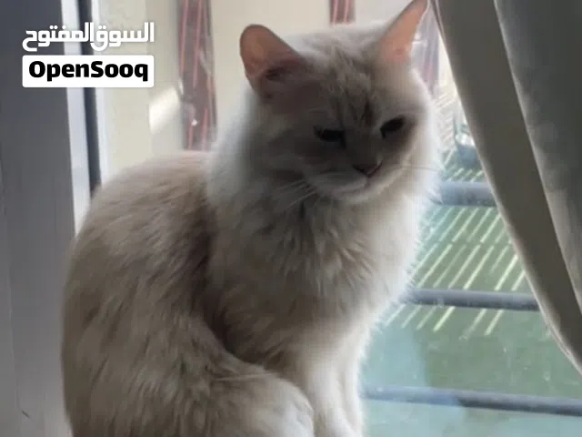 قط شيرازي للبيع