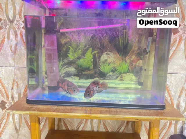 حوض سمك للبيع