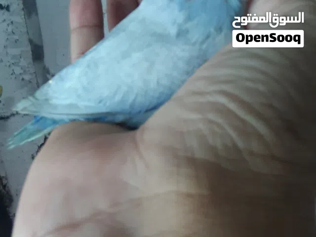 Pacific parrotlet babies homebreed