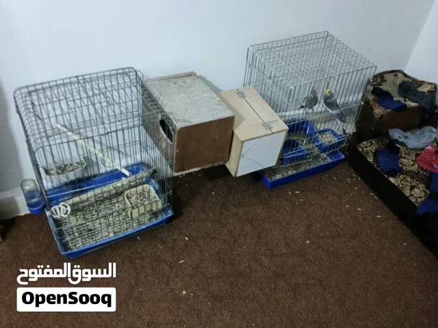 جوز ببغاءات كوكتيل منتجات مع اقفاصهم كبيره للبيع سعر ميز تحتهم بيظ