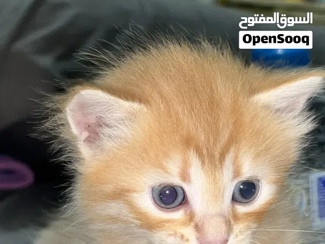 قطط صغيره و كيوت