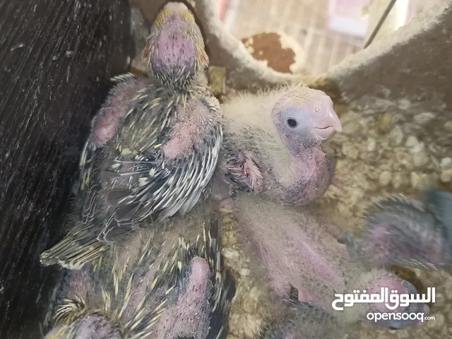 موجود جواز كوكتيل شغال ومنتجة تحتهم فراخ واشي بيض وقفاص مستعمله وفراخ زق يدوي