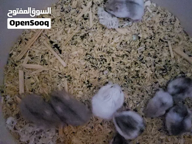 همستر روسي مطبع