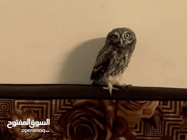 البوم موجود قزمي وعقابي وطويل اذن فراغ صحه 100% الرقم بالتفاصيل واتس اب