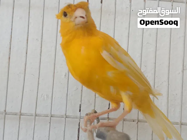 فحل وطيره كناري