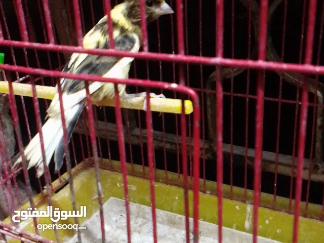 مخلف كنار اقرا الوصف