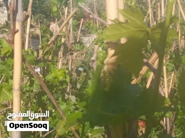 دوالي عرائش  من 2م لغاية 8م للبيع