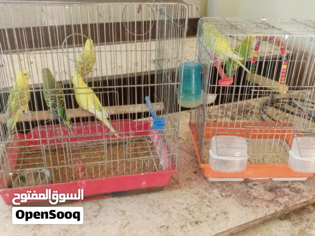 طيور حب ما شاء الله عليهن صحه نظافه العدد 6