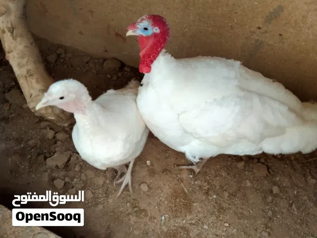 حبش جامبو و ديوك و حمام و زغلايل