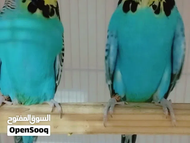 4زوج نوع انكليزي زوج وياهن ابنهم الزوج
