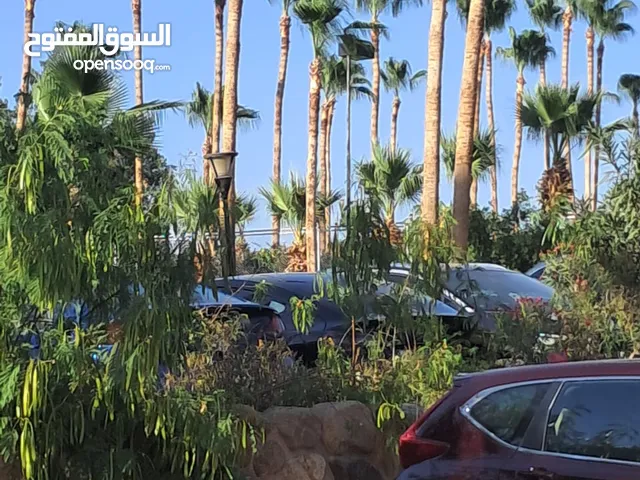 قص النخيل هاني المصري