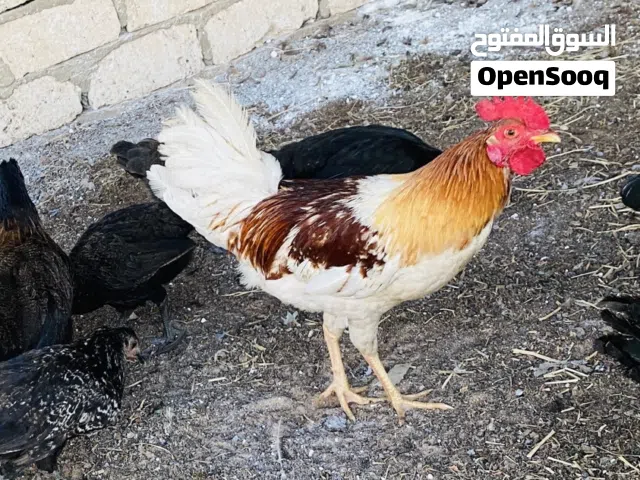 فراريج عربيات حاجه ربي يبارك نضاف داجاج حوازه