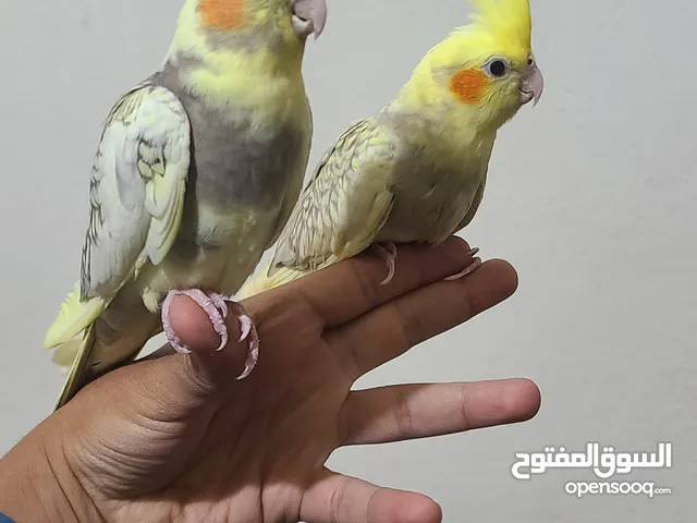 زوج كوكتيل اليف جداً عمر 5 شهور نظافة واحجام تبارك الله