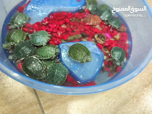 سلاحف تايلاندية برمائيه ، زين مكتبك و غرفة نومك او هدية لحدا غالي عليييك