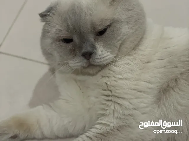اسكوتش فولد بيور. ذكر