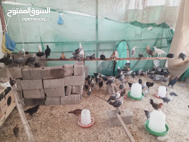 دجاج فيومي دجاج فيومي عمر ثلاثه شهور الى شهرين ونص العداد 63 يريد يتواصل مع الرقم التالي