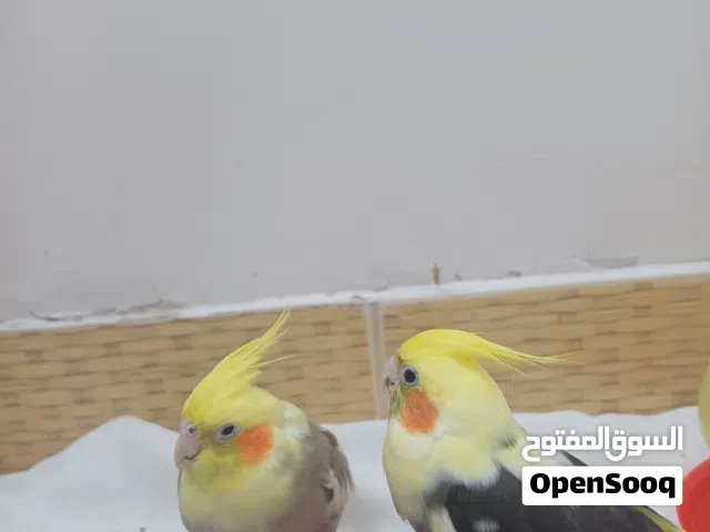 للبيع  زوج كوكتيل  الافين