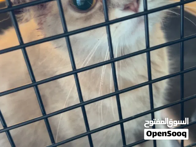 قطه سكوتش فولد للتبني ( انقاذ )