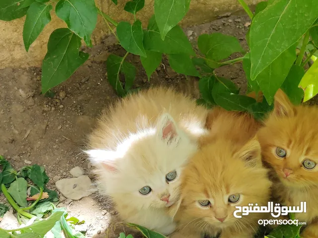 قطط شيرازي من المعدوم (3 قطط )عمر شهرين