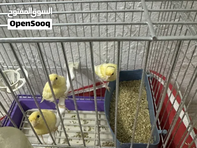 ثلاث مخاليف كنار بصلاه على النبي للبيع الموقع الرصيفه عوجان
