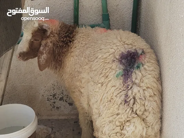 اسلام عليكم خروف فحل