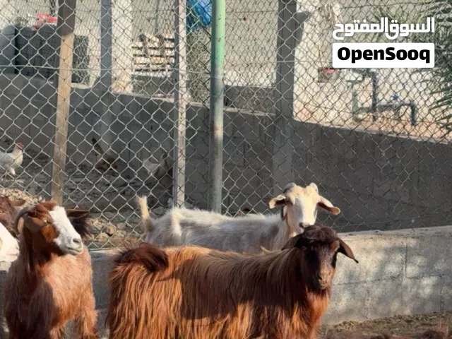 اغنام عمانيات للبيع