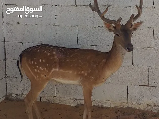 ذكر غزال اوروبى للبيع