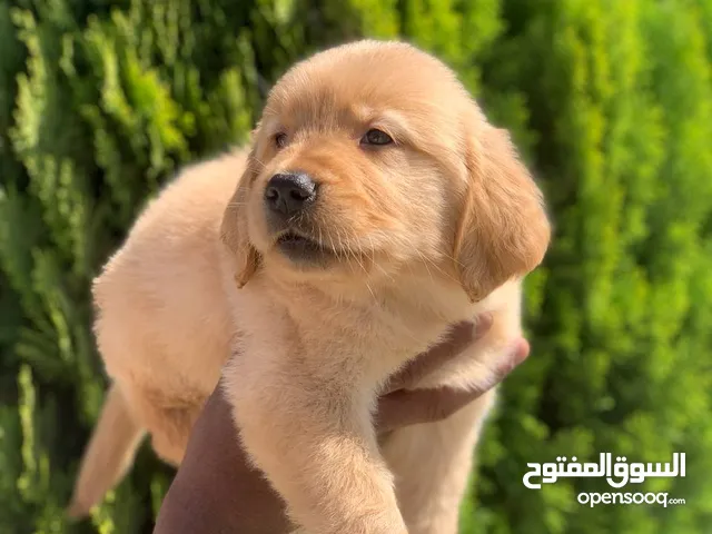 Golden retriever puppies