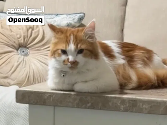 قطين للتبني مجانا فالعين